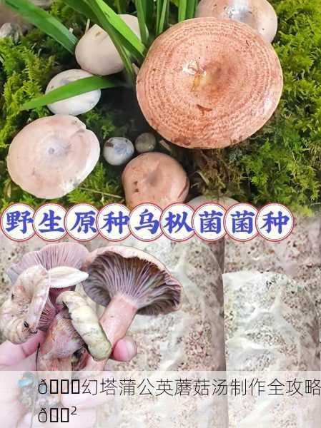 🍄幻塔蒲公英蘑菇汤制作全攻略🍲
