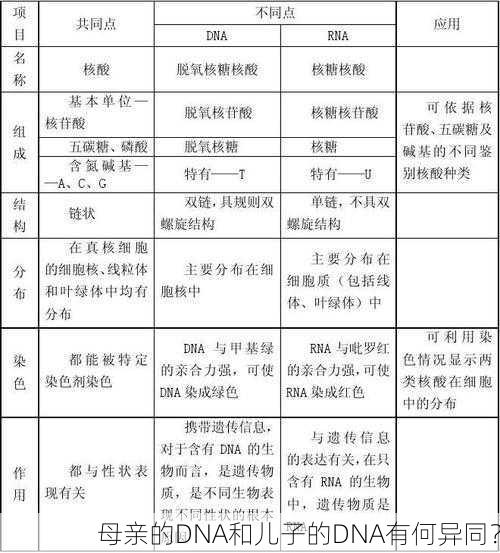 母亲的DNA和儿子的DNA有何异同？