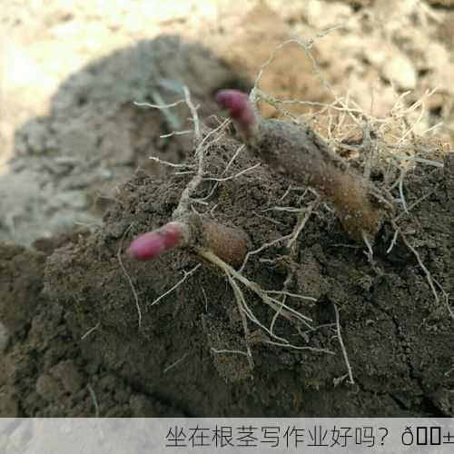 坐在根茎写作业好吗？🌱