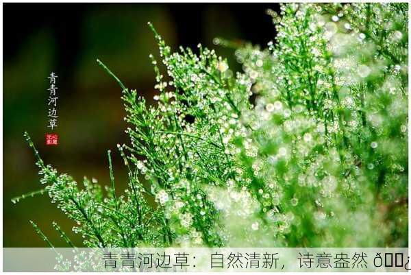 青青河边草：自然清新，诗意盎然 🌿