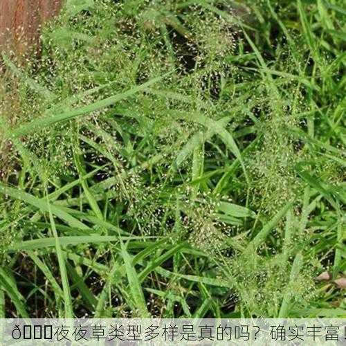 🌟夜夜草类型多样是真的吗？确实丰富！