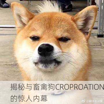 揭秘与畜禽狗CROPROATION的惊人内幕