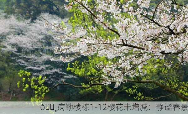 🌸病勤楼栋1-12樱花未增减：静谧春景