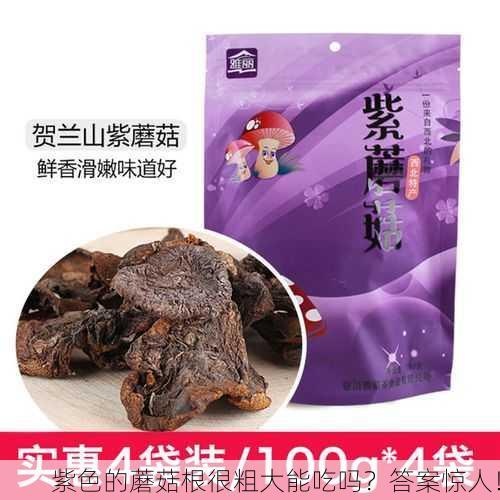 紫色的蘑菇根很粗大能吃吗？答案惊人！