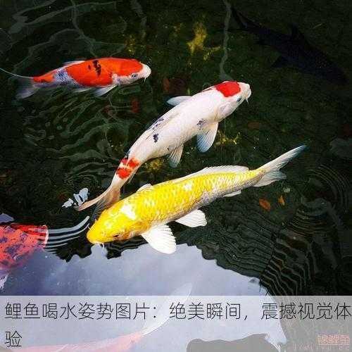 鲤鱼喝水姿势图片：绝美瞬间，震撼视觉体验