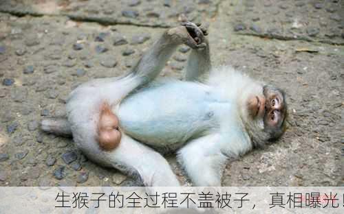 生猴子的全过程不盖被子，真相曝光！