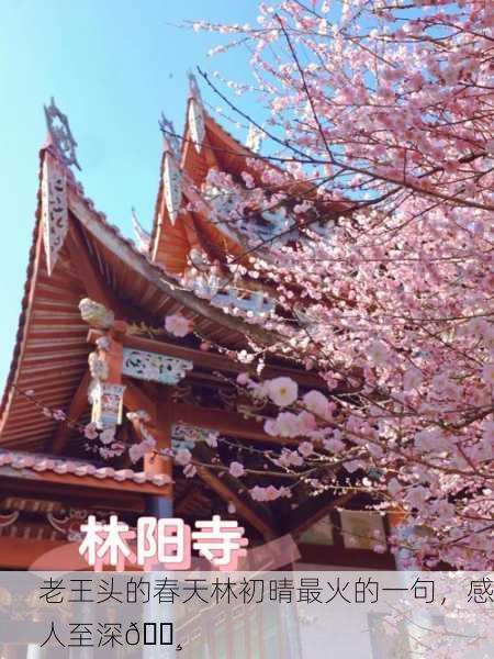 老王头的春天林初晴最火的一句，感人至深🌸