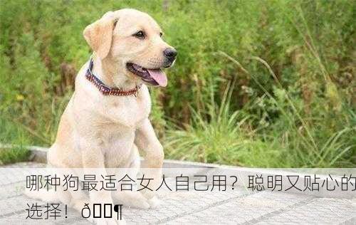 哪种狗最适合女人自己用？聪明又贴心的选择！🐶