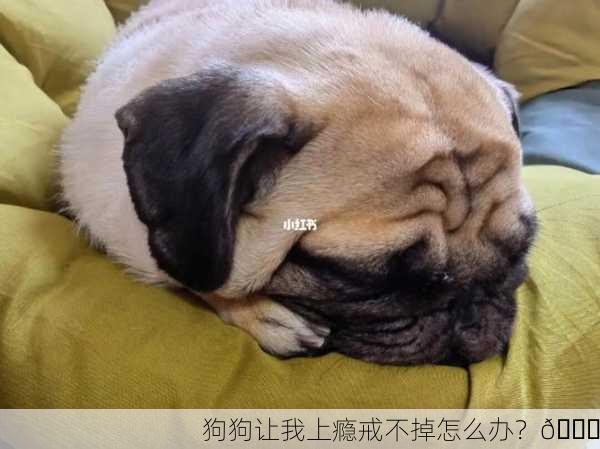 狗狗让我上瘾戒不掉怎么办？😍