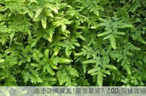 遁走卧虎藏龙1哪里草多？🌿最佳攻略