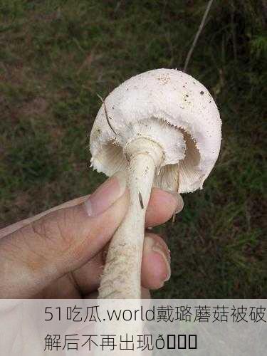 51吃瓜.world戴璐蘑菇被破解后不再出现🍄