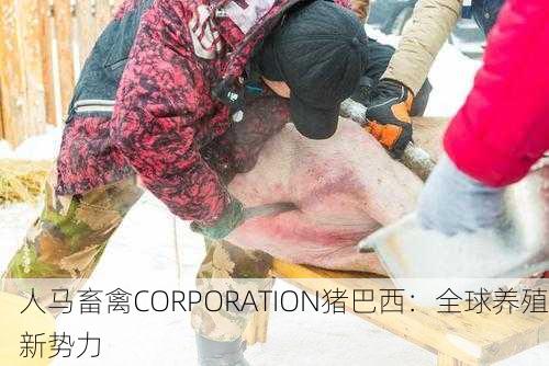 人马畜禽CORPORATION猪巴西：全球养殖新势力