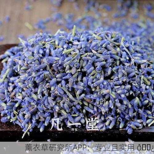 薰衣草研究所APP：专业且实用 🌿