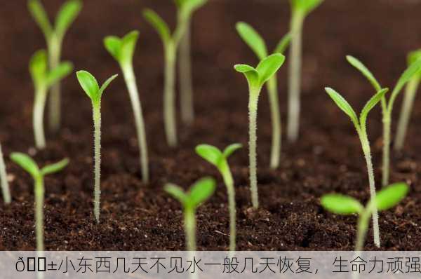 🌱小东西几天不见水一般几天恢复，生命力顽强
