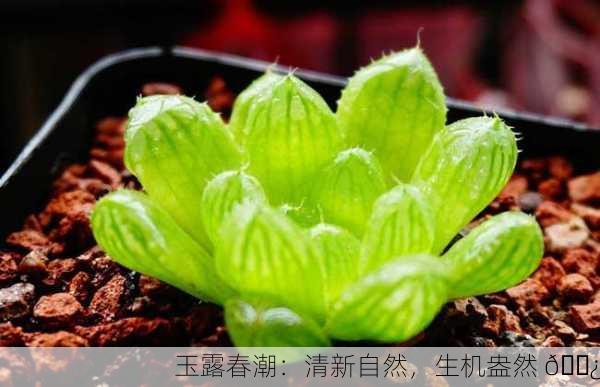 玉露春潮：清新自然，生机盎然 🌿