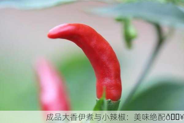 成品大香伊煮与小辣椒：美味绝配🔥