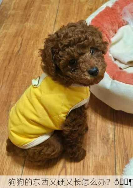 狗狗的东西又硬又长怎么办？🐶