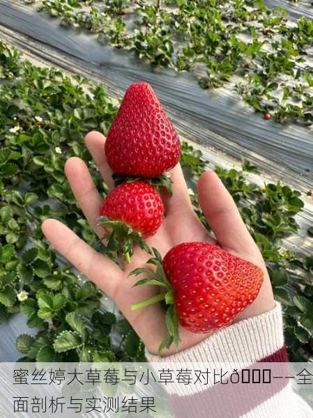 蜜丝婷大草莓与小草莓对比🍓——全面剖析与实测结果
