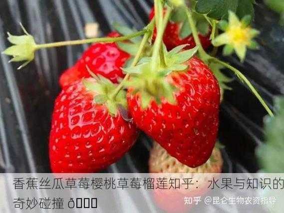 香蕉丝瓜草莓樱桃草莓榴莲知乎：水果与知识的奇妙碰撞 🍓