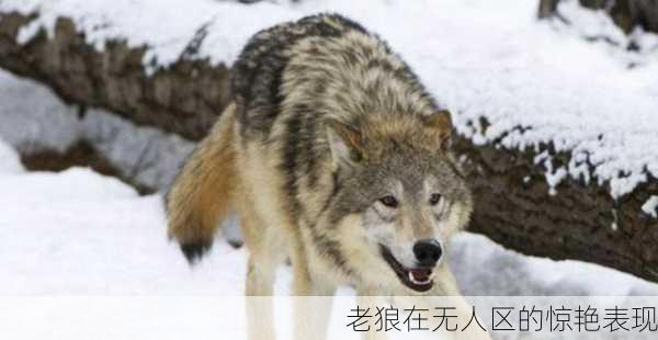 老狼在无人区的惊艳表现