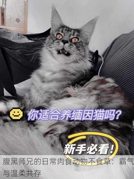 腹黑师兄的日常肉食动物不食草：霸气与温柔共存