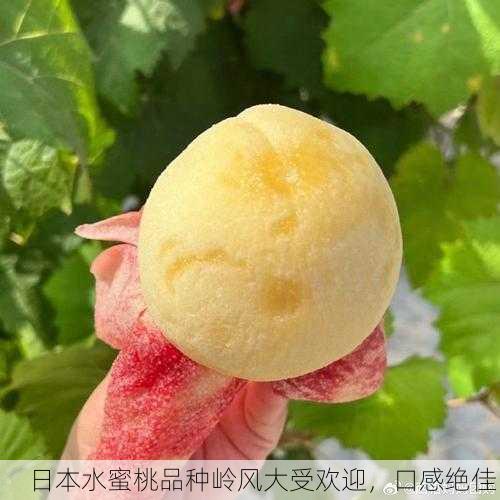 日本水蜜桃品种岭风大受欢迎，口感绝佳！