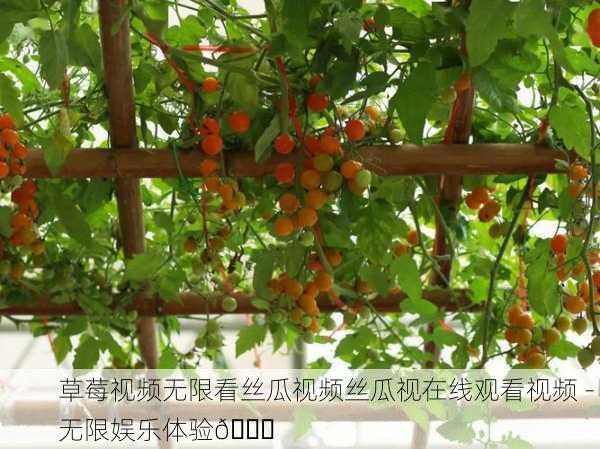 草莓视频无限看丝瓜视频丝瓜视在线观看视频 - 无限娱乐体验🍓