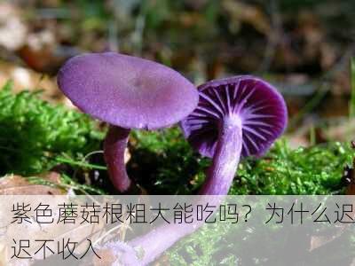 紫色蘑菇根粗大能吃吗？为什么迟迟不收入
