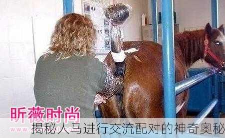 揭秘人马进行交流配对的神奇奥秘
