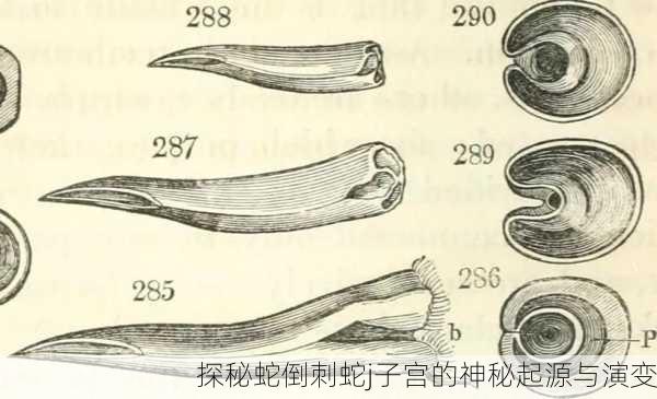 探秘蛇倒刺蛇j子宫的神秘起源与演变