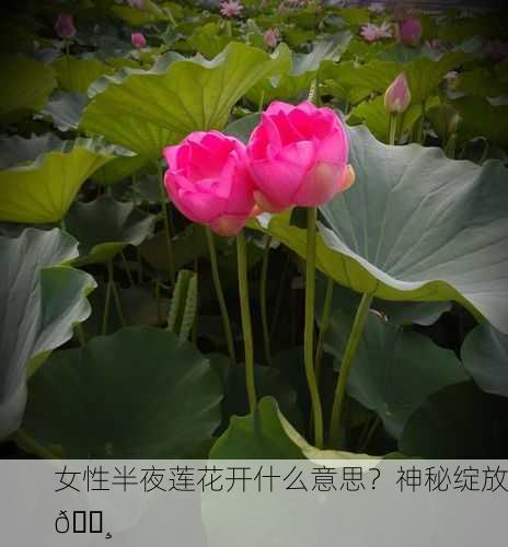 女性半夜莲花开什么意思？神秘绽放🌸