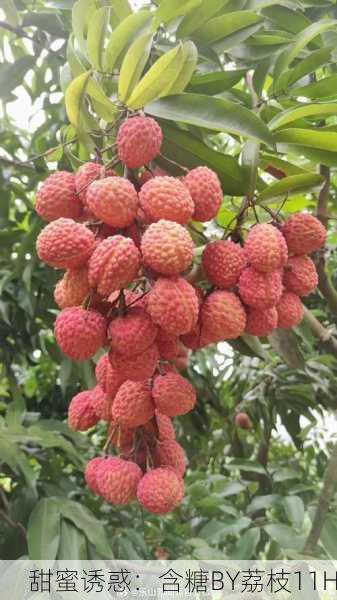 甜蜜诱惑：含糖BY荔枝11H