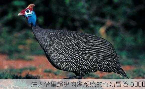 进入梦里超级肉禽系统的奇幻冒险 🐔