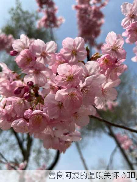 善良阿姨的温暖关怀 🌸