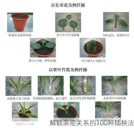 解锁亲密关系的100种插秧法