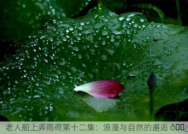 老人船上弄雨荷第十二集：浪漫与自然的邂逅 🌿
