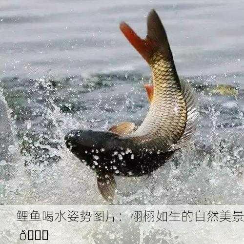 鲤鱼喝水姿势图片：栩栩如生的自然美景 🐟