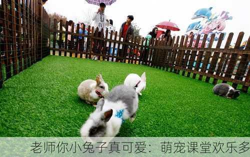 老师你小兔子真可爱：萌宠课堂欢乐多