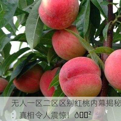 无人一区二区区别红桃内幕揭秘：真相令人震惊！😲