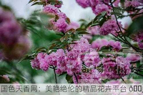 国色天香网：美艳绝伦的精品花卉平台 🌸