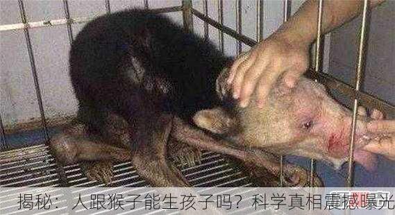 揭秘：人跟猴子能生孩子吗？科学真相震撼曝光