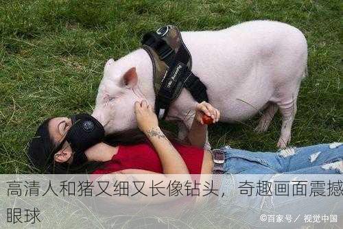 高清人和猪又细又长像钻头，奇趣画面震撼眼球