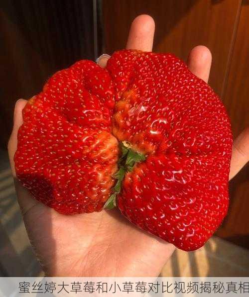 蜜丝婷大草莓和小草莓对比视频揭秘真相