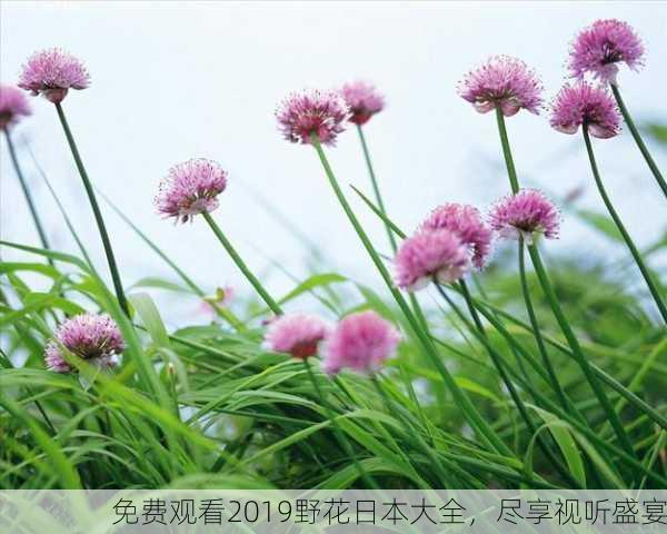 免费观看2019野花日本大全，尽享视听盛宴