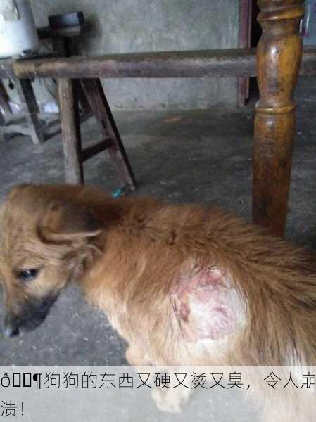🐶狗狗的东西又硬又烫又臭，令人崩溃！