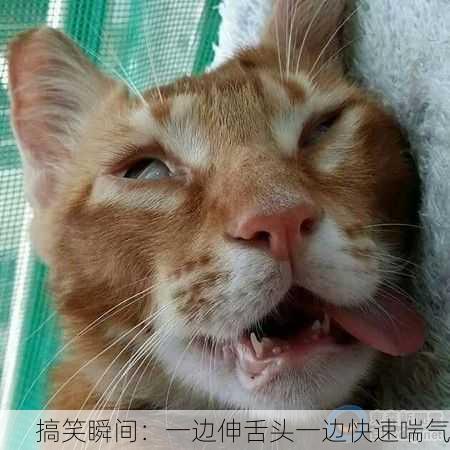 搞笑瞬间：一边伸舌头一边快速喘气