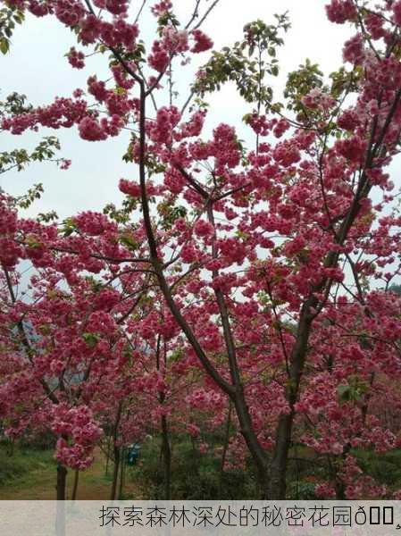 探索森林深处的秘密花园🌸
