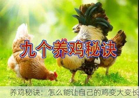 养鸡秘诀：怎么能让自己的鸡变大变长