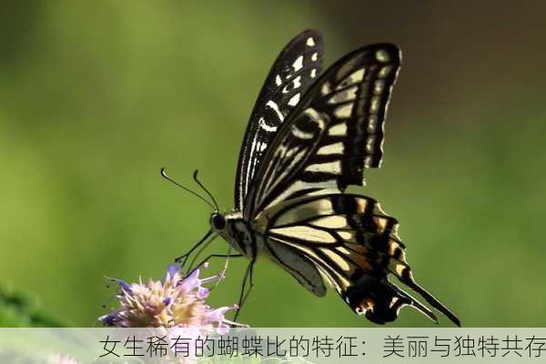 女生稀有的蝴蝶比的特征：美丽与独特共存