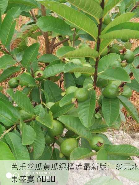芭乐丝瓜黄瓜绿榴莲最新版：多元水果盛宴 🍉